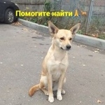 Подробнее об объявлении «Ростов-на-Дону Пропала собака» Фото: пропала собака  «Ростов-на-Дону Пропала собака» в г. Ростов-на-Дону