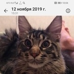 Подробнее об объявлении «Пропала кошка мен-кун Краснодар» Фото: пропала кошка Мейн-кун «Пропала кошка мен-кун Краснодар» в г. Краснодар