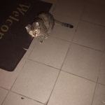 Подробнее об объявлении «Ставрополь Найдена кошка вислоухая» Фото: найдена кошка  «Ставрополь Найдена кошка вислоухая» в г. Ставрополь