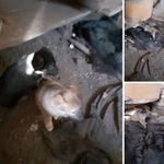 Подробнее об объявлении «Найдена собака Курган» Фото: найдена собака  «Найдена собака Курган» в г. Курган