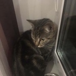 Подробнее об объявлении «Москва Найдена кошка в южном измайлово за домом 22 по улице чечулина» Фото: найдена кошка  «Москва Найдена кошка в южном измайлово за домом...» в г. Москва