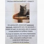 Подробнее об объявлении «Пропал кот Ростов-на-Дону» Фото: пропала кошка Британская короткошерстная «Пропал кот Ростов-на-Дону» в г. Ростов-на-Дону