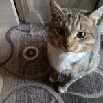 Подробнее об объявлении «Москва Найден кот» Фото: найдена кошка  «Москва Найден кот» в г. Москва