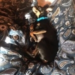 Подробнее об объявлении «Найдена собака кобель русский той-терьер кобель Москва» Фото: найдена собака Русский той-терьер «Найдена собака кобель русский той-терьер кобель...» в г. Москва