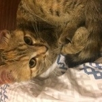 Подробнее об объявлении «Электроугли Найдена кошка» Фото: найдена кошка  «Электроугли Найдена кошка» в г. Электроугли