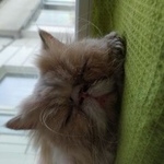 Подробнее об объявлении «Москва Найдена кошка персидская» Фото: найдена кошка Персидская «Москва Найдена кошка персидская» в г. Москва