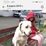 Подробнее об объявлении «Пропала собака Сочи» Фото: пропала собака Лабрадор ретривер «Пропала собака Сочи» в г. Сочи