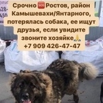 Подробнее об объявлении «Ростов-на-Дону Пропала собака» Фото: пропала собака  «Ростов-на-Дону Пропала собака» в г. Ростов-на-Дону