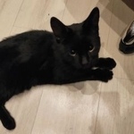 Подробнее об объявлении «Москва Найден кот черный кот, очаково» Фото: найдена кошка  «Москва Найден кот черный кот, очаково» в г. Москва