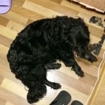 Подробнее об объявлении «Найдена собака 4.03.19 р-н замоскворечье, даниловский Москва» Фото: найдена собака  «Найдена собака 4.03.19 р-н замоскворечье,...» в г. Москва