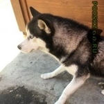 Подробнее об объявлении «Краснодар Найдена собака хаски» Фото: найдена собака  «Краснодар Найдена собака хаски» в г. Краснодар