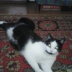 Подробнее об объявлении «Пропала кошка рудничный район, частный сектор Кемерово» Фото: пропала кошка  «Пропала кошка рудничный район, частный сектор...» в г. Кемерово