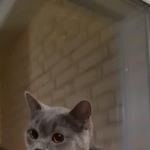 Подробнее об объявлении «Коломна Найден кот британской породы» Фото: найдена кошка Британская короткошерстная «Коломна Найден кот британской породы» в г. Коломна
