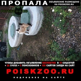 Подробнее об объявлении «Павловский Посад Пропал кот по окрасу сиамский, короткий хвостик» Фото: пропала кошка Меконгский бобтейл «Павловский Посад Пропал кот по окрасу сиамский,...» в г. Павловский Посад