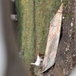 Подробнее об объявлении «Найдена собака у метро авиамоторная Москва» Фото: найдена собака  «Найдена собака у метро авиамоторная Москва» в г. Москва