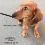 Подробнее об объявлении «Найдена собака Ростов-на-Дону» Фото: найдена собака Такса «Найдена собака Ростов-на-Дону» в г. Ростов-на-Дону