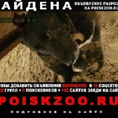 Подробнее об объявлении «Найдена собака кобель домашний пес брошен на собачьей площадке Москва» Фото: найдена собака  «Найдена собака кобель домашний пес брошен на...» в г. Москва