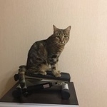 Подробнее об объявлении «Найдена кошка Калуга» Фото: найдена кошка  «Найдена кошка Калуга» в г. Калуга