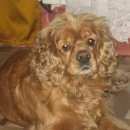 Подробнее об объявлении «Пропала собака рыжий кокер спаниель кобель. Санкт-Петербург» Фото: пропала собака Американский кокер-спаниель «Пропала собака рыжий кокер спаниель кобель....» в г. Санкт-Петербург