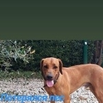 Подробнее об объявлении «Пропала собака кобель Адлер» Фото: пропала собака Родезийский риджбек «Пропала собака кобель Адлер» в г. Адлер