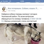 Подробнее об объявлении «Найдена собака Ростов-на-Дону» Фото: найдена собака Сибирская хаски «Найдена собака Ростов-на-Дону» в г. Ростов-на-Дону