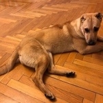 Подробнее об объявлении «Найдена собака девочка, возраст менее года Москва» Фото: найдена собака  «Найдена собака девочка, возраст менее года Москва» в г. Москва