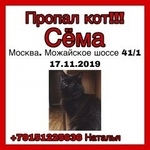 Подробнее об объявлении «Москва Пропал кот, чёрный, пушистый» Фото: пропала кошка  «Москва Пропал кот, чёрный, пушистый» в г. Москва
