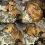 Подробнее об объявлении «Обнинск Найдена собака» Фото: найдена собака  «Обнинск Найдена собака» в г. Обнинск