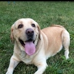 Подробнее об объявлении «Подольск Пропала собака кобель #; #; #;» Фото: пропала собака Лабрадор ретривер «Подольск Пропала собака кобель #; #; #;» в г. Подольск