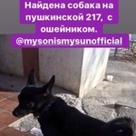 Подробнее об объявлении «Найдена собака Ростов-на-Дону» Фото: найдена собака Той-терьер «Найдена собака Ростов-на-Дону» в г. Ростов-на-Дону