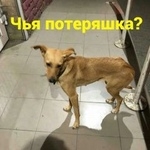 Подробнее об объявлении «Найдена собака Ростов-на-Дону» Фото: найдена собака  «Найдена собака Ростов-на-Дону» в г. Ростов-на-Дону