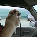 Подробнее об объявлении «Пропала собака кобель Южно-Сахалинск» Фото: пропала собака  «Пропала собака кобель Южно-Сахалинск» в г. Южно-Сахалинск