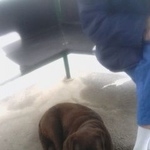 Подробнее об объявлении «Найдена собака срочно коричневый лабрадор Москва» Фото: найдена собака Лабрадор ретривер «Найдена собака срочно коричневый лабрадор Москва» в г. Москва