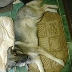 Подробнее об объявлении «Найдена собака в красном ошейнике с черной резинкой Москва» Фото: найдена собака  «Найдена собака в красном ошейнике с черной...» в г. Москва