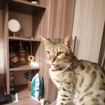 Подробнее об объявлении «Медынь Найден кот бенгал» Фото: найдена кошка Бенгальская «Медынь Найден кот бенгал» в г. Медынь