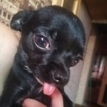 Подробнее об объявлении «Найдена собака Москва» Фото: найдена собака  «Найдена собака Москва» в г. Москва