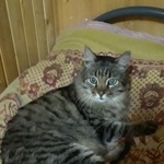 Подробнее об объявлении «Москва Найден кот» Фото: найдена кошка  «Москва Найден кот» в г. Москва