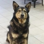 Подробнее об объявлении «Пропала собака кобель вознаграждение Санкт-Петербург» Фото: пропала собака  «Пропала собака кобель вознаграждение...» в г. Санкт-Петербург