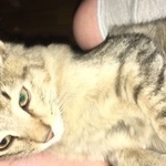 Подробнее об объявлении «Москва Найдена кошка» Фото: найдена кошка  «Москва Найдена кошка» в г. Москва