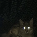 Подробнее об объявлении «Москва Найдена кошка» Фото: найдена кошка  «Москва Найдена кошка» в г. Москва