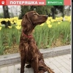 Подробнее об объявлении «Москва Пропала собака ищем руни» Фото: пропала собака Ирландский сеттер «Москва Пропала собака ищем руни» в г. Москва