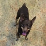 Подробнее об объявлении «Липецк Найдена собака кобель той терьер» Фото: найдена собака  «Липецк Найдена собака кобель той терьер» в г. Липецк