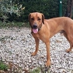 Подробнее об объявлении «Пропала собака кобель в е район сельсовета Адлер» Фото: пропала собака Родезийский риджбек «Пропала собака кобель в е район сельсовета Адлер» в г. Адлер