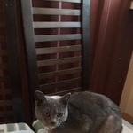 Подробнее об объявлении «Найдена кошка Курган» Фото: найдена кошка  «Найдена кошка Курган» в г. Курган