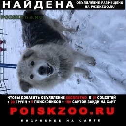 Подробнее об объявлении «Найдена собака бегает в покровском Красноярск» Фото: найдена собака  «Найдена собака бегает в покровском Красноярск» в г. Красноярск