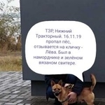 Подробнее об объявлении «Волгоград Пропала собака кобель» Фото: пропала собака  «Волгоград Пропала собака кобель» в г. Волгоград