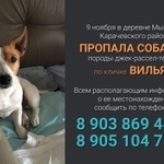 Подробнее об объявлении «Пропала собака кобель прошу помочь в поиске Брянск» Фото: пропала собака Джек рассел терьер «Пропала собака кобель прошу помочь в поиске Брянск» в г. Брянск