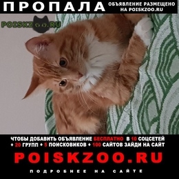 Подробнее об объявлении «Белгород Пропал кот» Фото: пропала кошка Курильский бобтейл «Белгород Пропал кот» в г. Белгород