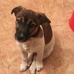 Подробнее об объявлении «Подольск Пропала кошка собака» Фото: пропала кошка  «Подольск Пропала кошка собака» в г. Подольск