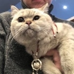 Подробнее об объявлении «Москва Найдена кошка» Фото: найдена кошка  «Москва Найдена кошка» в г. Москва